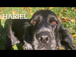 Questo è il racconto di quella che era la non vita dei cani del maxi sequestro di Casaluce e delle condizioni terribili in cui erano tenuti. Ma è anche il racconto del loro riscatto, di come la buona volontà di tanti può cambiare anche il destino più infame Vi presentiamo i nostri magnifici gioielli, pronti, dopo controlli, terapie, interventi, e quant’altro sarà necessario (e vi assicuriamo che le emergenze sono tantissime) a iniziare la loro nuova vita Grazie per essere sempre al nostro fianco