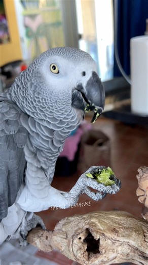 4.4K views · 367 reactions | My African Grey Jesse makes cute Doggie and Owl sounds. #talkingparrot #africangrey #cutevideo | Parrot Playhouse | Facebook