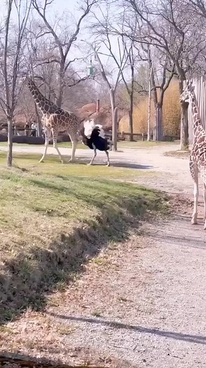 15K views · 250 reactions | Giraffe vs ostrich #animals #giraffe#Ostrich#birds#zoo#reel#dira#saha#facebook# | Dira Saha | Facebook