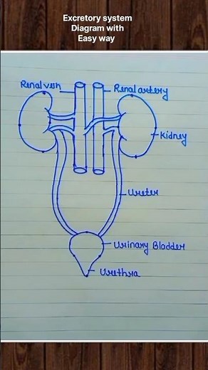 Excretory system Diagrams 🙏🏻 #excretorysystem #diagram #biology #bio #art #artist #reelsindia