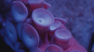Shh! 🤫The giant Pacific octopus is sleeping. But why is he two different colors? Some octopuses change color while they sleep. Research suggests that this is evidence of sleep cycles. During the “quiet” sleep cycle, the octopus’s skin is pale. In the “active” stage, the animal starts to change color. It’s impossible to prove, but this may even suggest that octopuses dream. | New York Aquarium