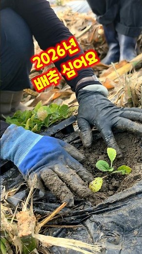 Planting Cabbage: 2026 Summer Cabbage (a.k.a. Chuseok Cabbage) - Planting Tips and Methods #shorts