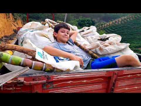 Going to get black pepper with the Fonton 254 tractor.