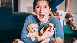 12M views · 29K reactions | HUSBAND SURPRISES WIFE WITH 12 TINY PUPPIES ... the house was full of puppies Follow The Dashleys for more! | The Dashleys | Facebook