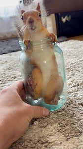 1.1M views · 10K reactions | За горішки зробить все не можливе) #squirrel #animal #animals #funny #live #beautiful #masha #білка #животные #дикиеживотные #чудо #fan #білочка #маленький #утро #маша #білочка | Білочка Маша | Facebook