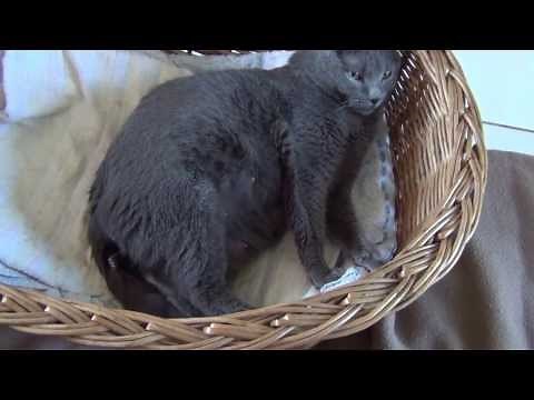 La naissance des chatons chartreux