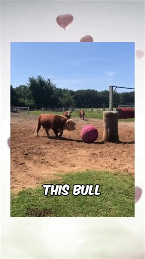Bull Gets Triggered by Ball - Funny Animal Video