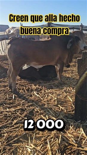 pero el otro me había salido mas barato claro que no son de registro ni mucho menos