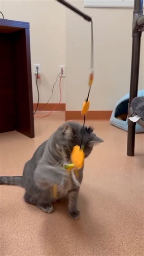 It's #FursdayThursday and Nala is having tons of fun playing with her wand toy this morning! 😻 This 2 yr old spayed female is a bit of an independent gal when it comes to other cats, but she makes for the purrfect companion for you! Check out her profile here and give us a call to come see her- https://saratogacountyanimalshelter.com/adoptable-cats/#sl_embed&page=shelterluv_wrap_1619724419990/embed/animal/SCAS-A-10107 #SCAS #adopt #cleartheshelter | Saratoga County Animal Shelter