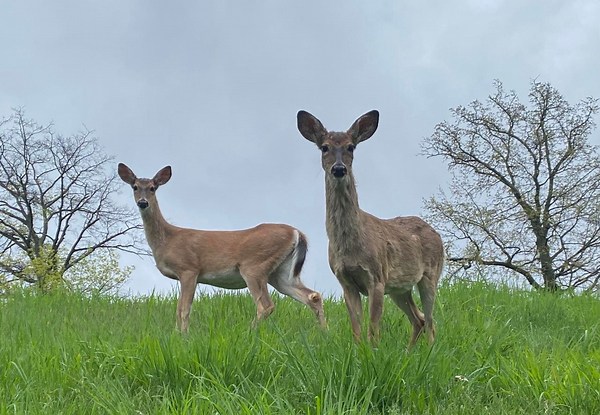 DMAP permits for Pennsylvania hunters will be up for sale soon