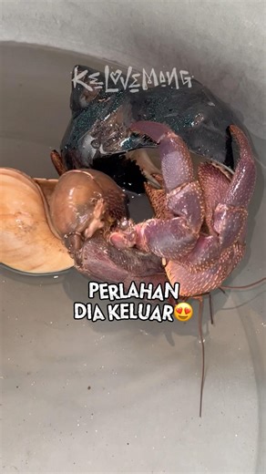 Momen Kelomang pindah rumah😱 #kelomang #kelomang #turtle #kelovemang #crab #carikepiting #animals