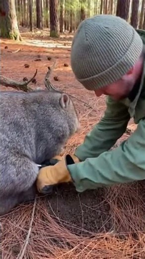Wildlife Rescue in a Pine Forest — Wombat #wildlife#shorts