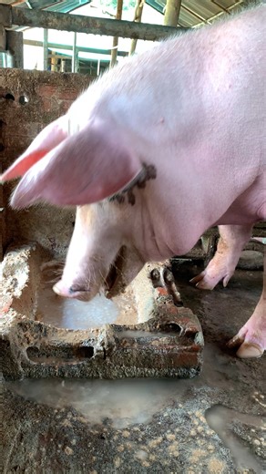 10K views · 110 reactions | Absolutely hug mother pig eating food, The best pig ever! #reelsviral #reelsvideo #reelsfb #reelsinstagram #piggy #chubbyme #reelsviral #cute #reelsfypシ #pig #pigs #piggy #pigsofinstagram #piglets #minipig #piggies #oink #petpig #pigstagram #guineapig #micropig #animals #love #cute #farm #farmlife #farming #farmer #americanyorkshirepig #american | Pig Videos | Facebook