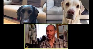 Scots commentator Andrew Cotter hosts hilarious video 'meeting' with his dogs