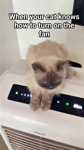 When your cat knows how to turn on the fan #cat #cutecat #petlovers
