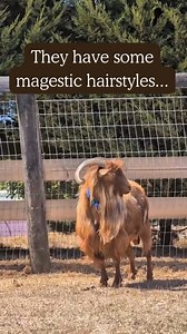 🐐 Why do goats make such great friends? Let us count the ways… 💚 With over 130 goats calling Edgar’s Mission home—each with their own story of resilience, rescue, and hope—there’s no shortage of reasons to love them. From those who escaped slaughter, to those born at sanctuary, every goat’s journey is unique, and every life truly matters. Our team is smitten— here are just some of the many reasons why goats have stolen their hearts. ❤️ Get ready to fall in love! “If we could live happy and hea