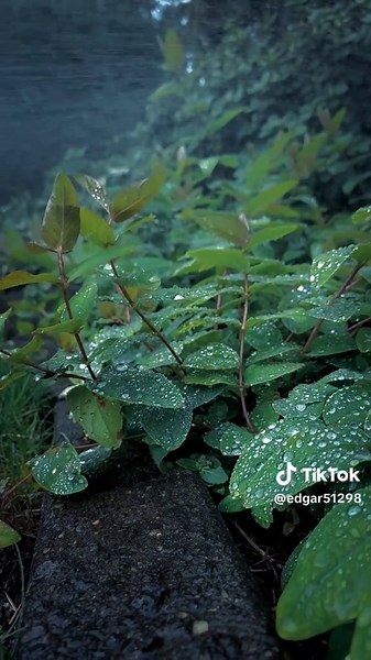 Exploring Northwest Moods: A Forest Photography Journey