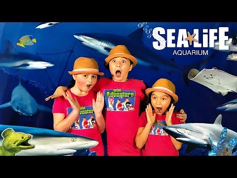 Behind the Scenes at the Sea Life Aquarium - Kids Animal Adventure!