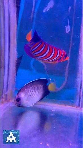 Regal angelfish/ blonde naso / powder blue tang by THE MARINE AQUARIUM