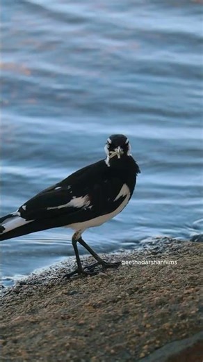 “இந்த பறவை பற்றி கேள்விப்பட்டிருக்கிறீர்களா?”🐦🪹🐦‍⬛ |Smart Bird of Australia #geethadarshanfilms