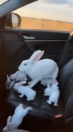 A small act of kindness saved a family of rabbits. 😭 #animals #wildlife #rabbit #rescue