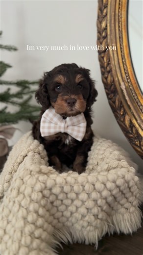 Giulianna Toledo | The sweetest love to ever exist🤎 Throwback to sweet baby Soul (new name paddington) He was our singleton baby from our cockapoo mama Lulu🥹... | Instagram