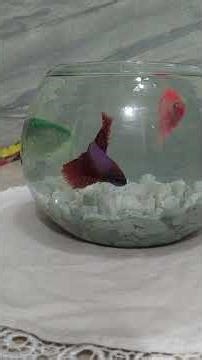 Mini Aquarium Setup#Fighter fish #shortvideo #Aquarium fish#bangladesh #dhaka #homedecor #asia