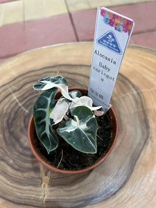 [Hot Item] Alocasia Baby Variegata Tissue Culture/Plug Plants Seeding/Nursery