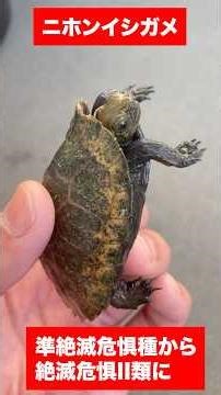 The Japanese pond turtle has become an endangered species. #turtle #JapanesePondTurtle Japanese P...