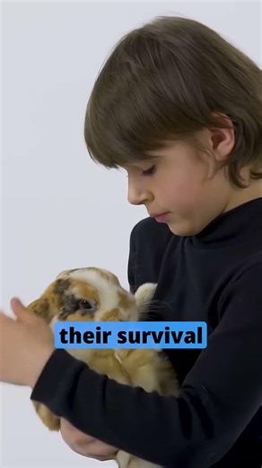 90% of owners do this before leaving, and the rabbits suffer in silence.