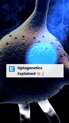 Gero Miesenböck explains the basics principles of optogenetics, a biological technique to control the activity of neurons or other cell types with light. | Interesting Engineering