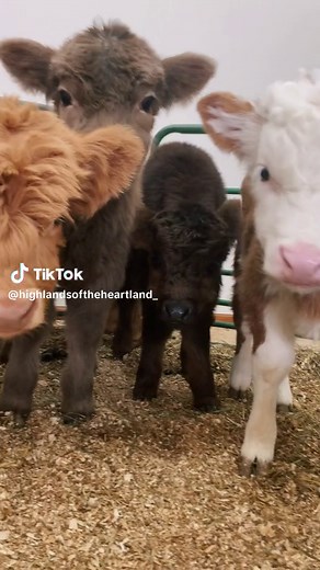 Adopt Your Own Mini Highland Cow This Weekend!