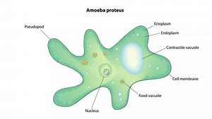 Biological illustration of amoeba proteus diagram
