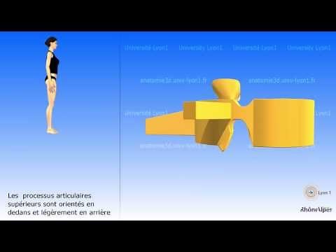 La vertèbre lombaire et la colonne lombaire