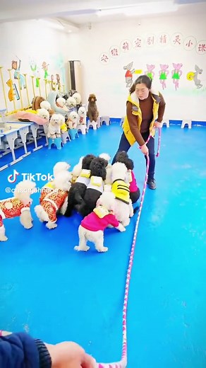 Amazing Dogs Jumping Rope Compilation | Funny Pet Videos