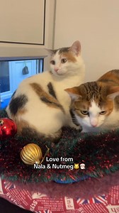 9K views · 230 reactions | Dear Santa, I would like my “furrever” home for Christmas! Love Wirral & Chester rspca cats | Rspca Wirral | Facebook