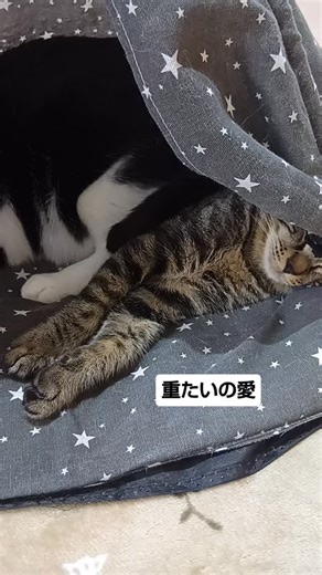 ねこカフェだんろ😸/静岡/保護猫/譲渡/猫カフェ on Instagram: "最近仲良しな こんぶとスティッチ😸😸 こんぶが スティッチに乗っちゃってますが 起きないスティッチ😸 重たいはず…… 【譲渡型保護ねこカフェだんろ】 子ねこちゃんから大人ねこちゃん 里親さん募集しています。 住所：静岡市葵区横田町13-12 営業時間：10:00～18:00（最終受付17:30） 定休日：不定休 駐車場：近隣にコインパーキングあり 支払方法：クレジット、電子マネー決済対応（PayPay/楽天Edy/WAON/nanaco/交通系ICカード/iD/QUICPay）"