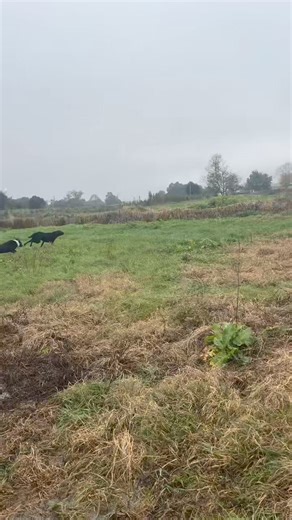 2.5K views · 34 reactions | Big dog boarders on their Monday farm walk  | K9 Country Kennels Te Aroha | Facebook