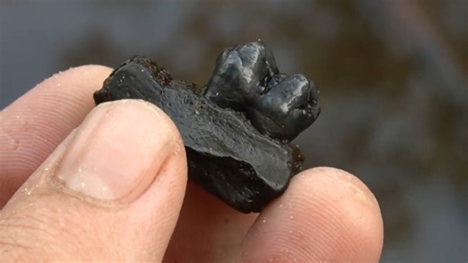 Florida river reveals incredible Ice Age mammal and reptile fossils