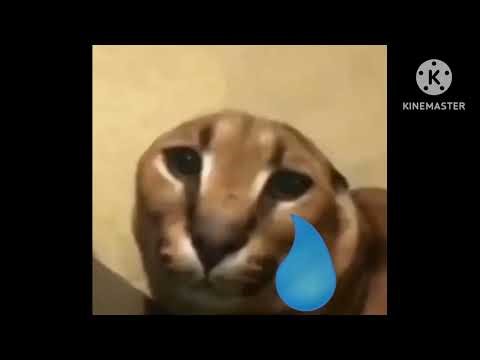 Floppa becoming sad template