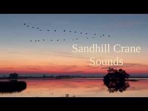 Sandhill Crane Sounds