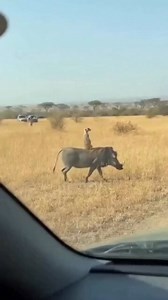 🤣 MEET THE REAL TIMON & PUMBA: warthog & meerkat BFFs – Hakuna Matata vibes in wild Africa! Witness Africa's funniest friendships #SkyWildSafaris #RealTimonPumba #WildlifeEncounters #AfricanSafari #NatureUnscripted #WildlifePhotography #SafariAdventure #LuxurySafari #WildlifeWarriors #WildlifeLovers #NaturePhotography #WildlifeSafari #SafariLife #AfricanWildlife #WildlifeConservation #TimonYPumba #TimonEtPumba #蒂蒙和彭巴 #TimonEPumba #WildlifeFriendship #WildlifeMatters #NatureLovers #WildlifeEnter