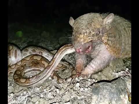 Armadillo eating Snake ||Snake Armadillo fight #snake #armadillo #animal