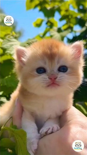 Fluffy Kitten Meowing 😻🫠 The Sweetest Meow Ever! #fluffykitten #catmeowing #shorts