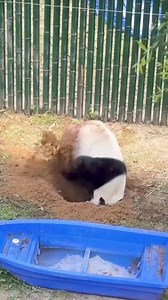 102K views · 3.8K reactions | I will escape from pandacatraz, you can bet on my gigantic fluffy bum!  #silly #missionimpossible #fluffybums #fluffybum #panda #fluffy #pandas #cute #naturephotography #nature #silly #funny #care #beautiful #love | Pandas, a Light In My Heart | Facebook