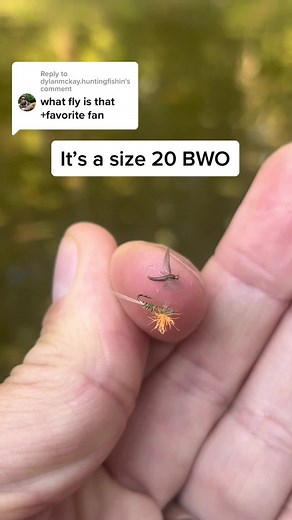 Blue Winged Olive Trout Fly Fishing Tips