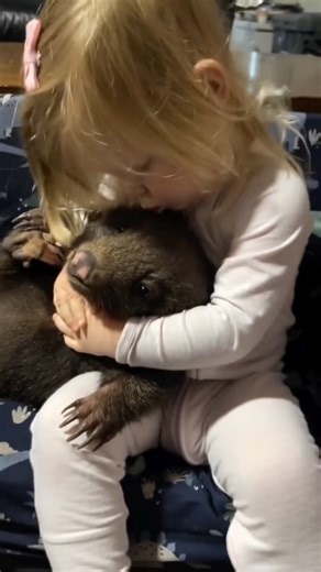 Josh Neille on Instagram: "Here’s the video that captivated over 60 million people 🤍 This is Ashlee with little Reggie, her very first wombat 🐾 And now, four years later, here’s Ashlee with Sandy, one of the first little wombats she’s really starting to take charge of and care for in a big way. From being just old enough to walk and trying to give a wombat her dummy instead of a bottle, to growing into such a kind, capable little carer, it’s pretty special to watch. What a great helper she’s g