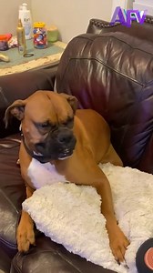 126K views · 4.2K reactions | Hope He’s Not Allergic to Dogs… 蠟 #AFV #BoxerDog #Dogs #FunnyDogMoment #DogLife #PetAllergies #DogsOfTikTok #PuppyLove #FurryFriend #DogHumor | Georgie The Singing Boxer | Facebook