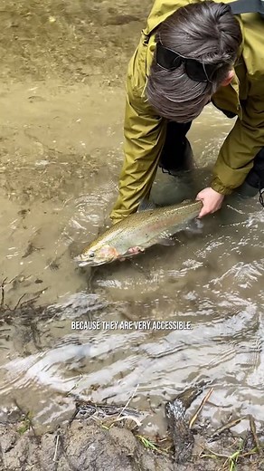 21K views · 71 reactions | Steelhead season incoming  Make sure your gear’s ready! | SAIL | Facebook