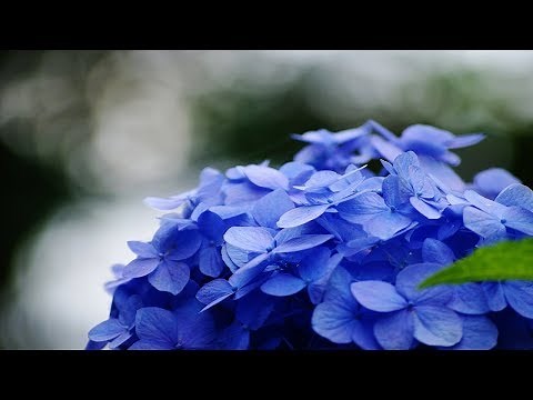 YOU DIDN'T HAVE TO BE SO NICE - (Lyrics)